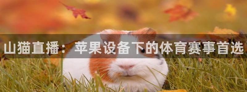 说球帝五大联赛直播免费观看：山猫直播：苹果设备下的体育赛事首选